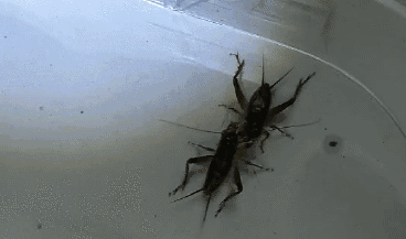 368_217gif 动态图 动图