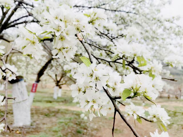 莲花山第四届"梨花节"邀你来赏花