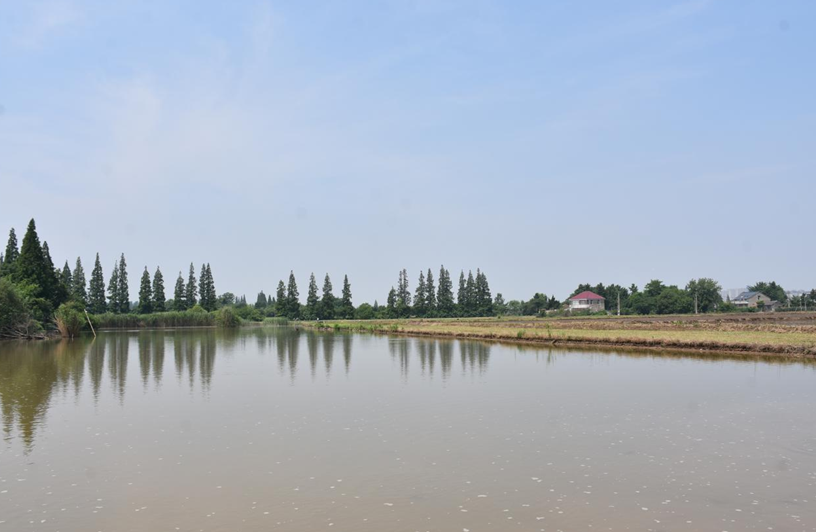 如皋长江镇:治好"水环境",提升生态魅力值