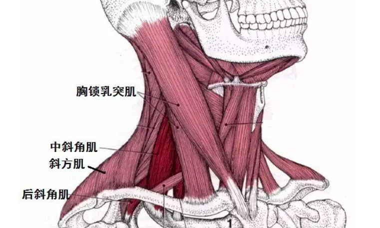 颈部斜方肌位置图图片