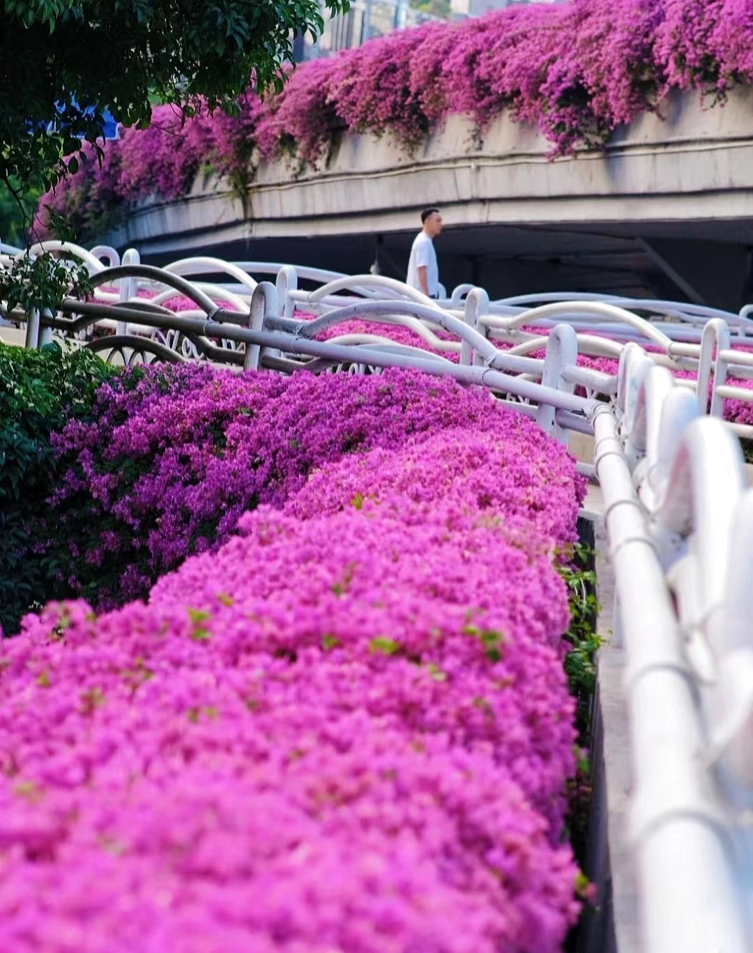 广州天桥上的花,开得太唯美了!难怪被网友评为"绝美天桥"