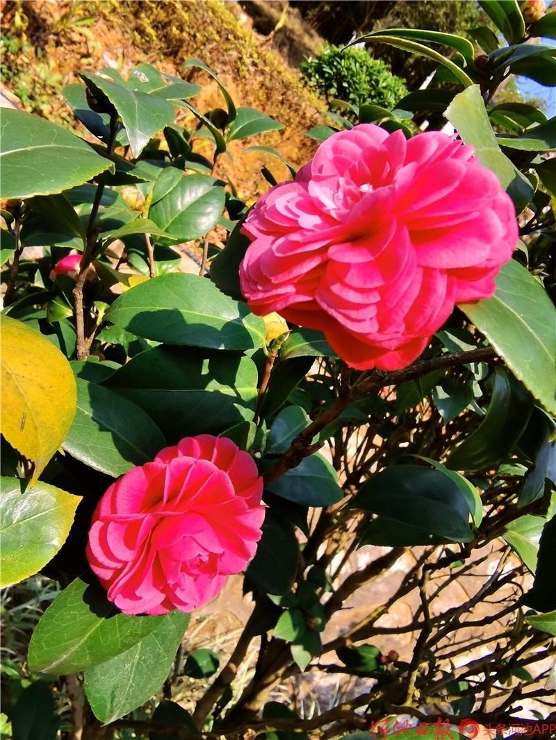 河池市树市花焕发绿美魅力!