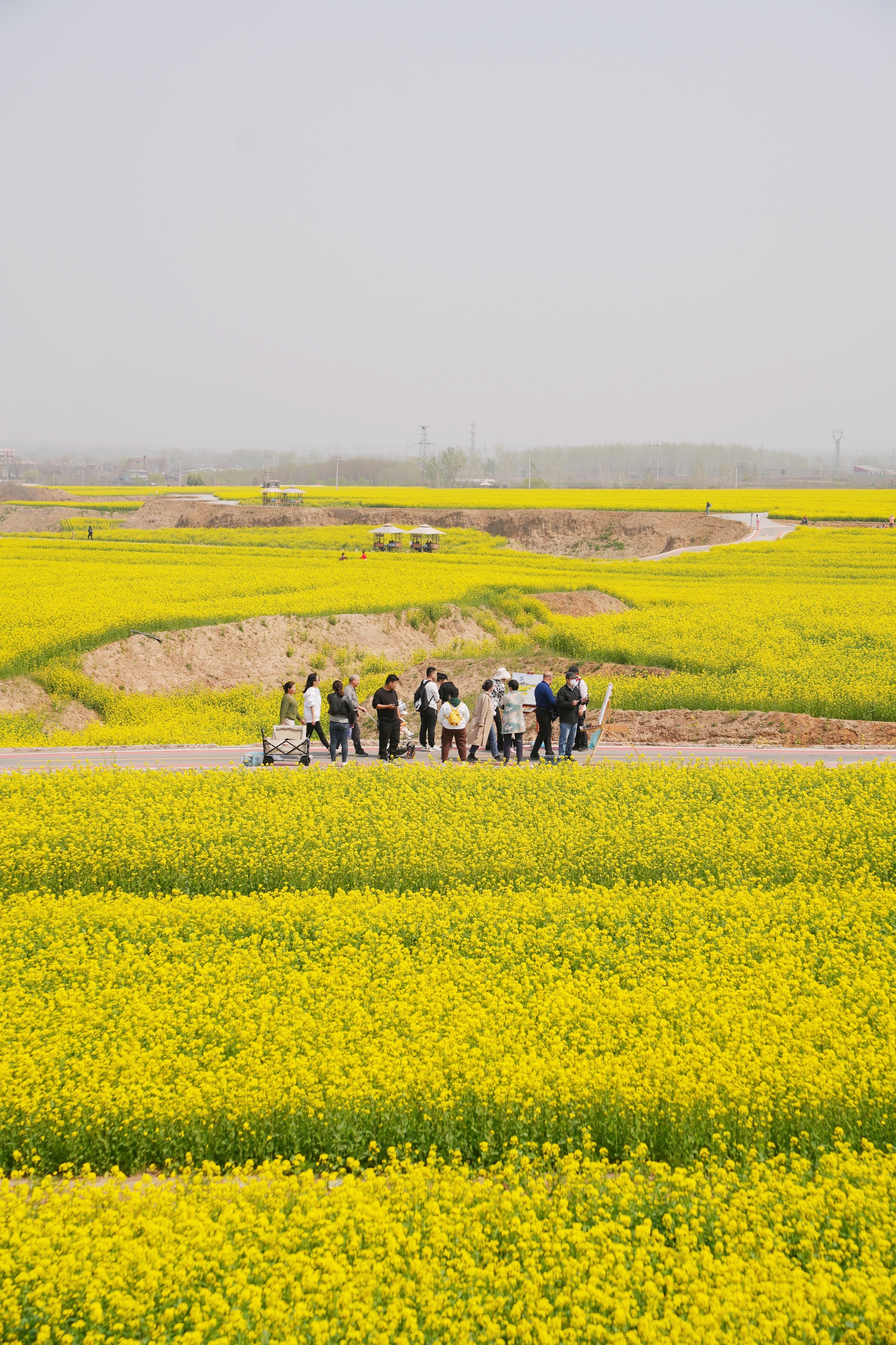 河北邢台赏花,红薯岭万亩油菜花盛放,还有时光列车和网红大鲸鱼