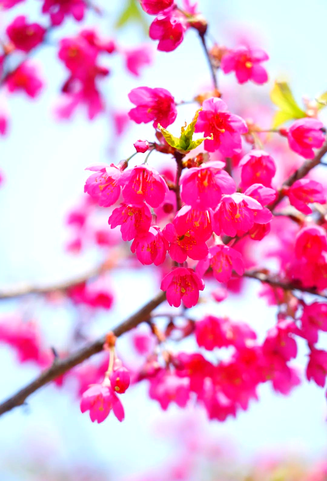 寒绯樱:春天里最早开放的红色樱花