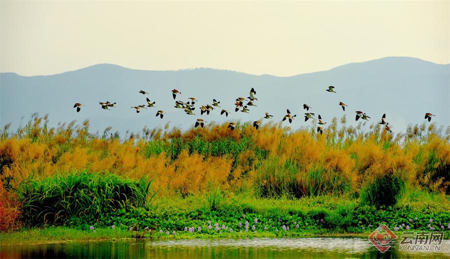 早安云南|杞麓湖,遗落滇南的一方仙境