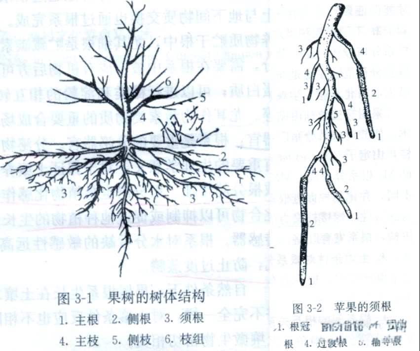 果树根系结构与功能详解:吸收根与生长根的奥秘