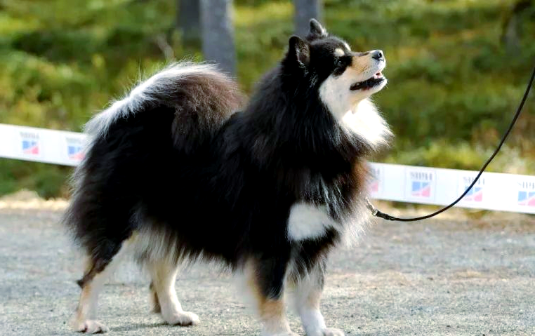 芬兰拉普猎犬:极地环境下的全能狗狗,介绍给圣诞老人吧!