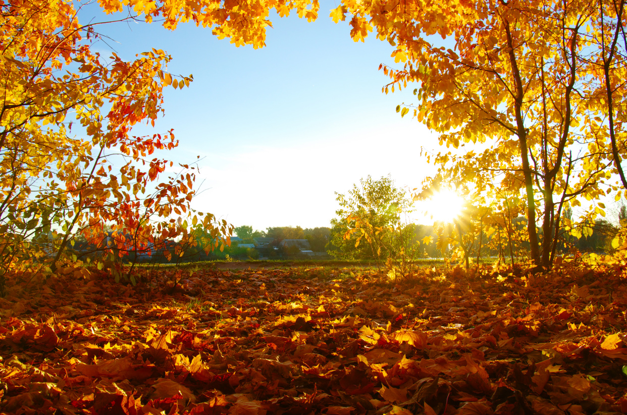 心理测试:哪幅秋风落叶图最美?测试一下你是否天生好命!