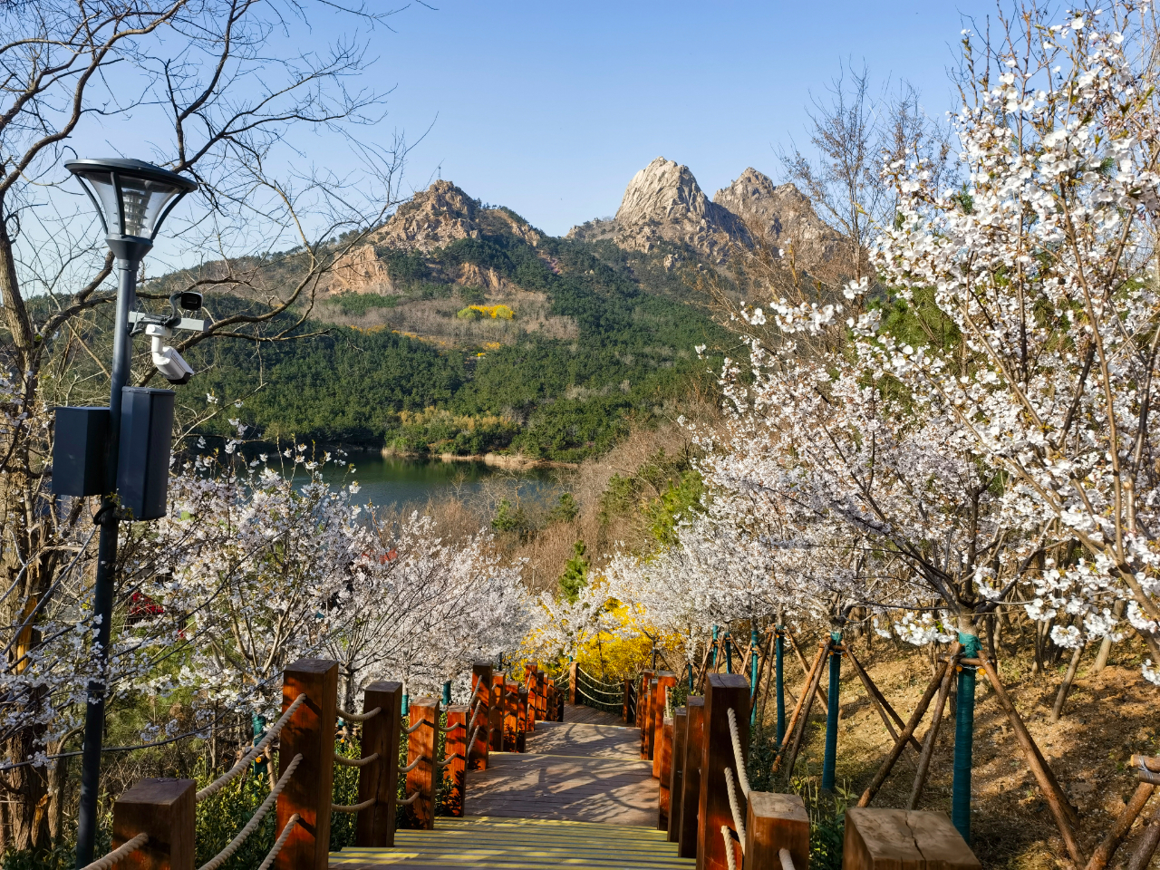 青岛太平山中央公园浮山森林公园基本建成正式对市民开放