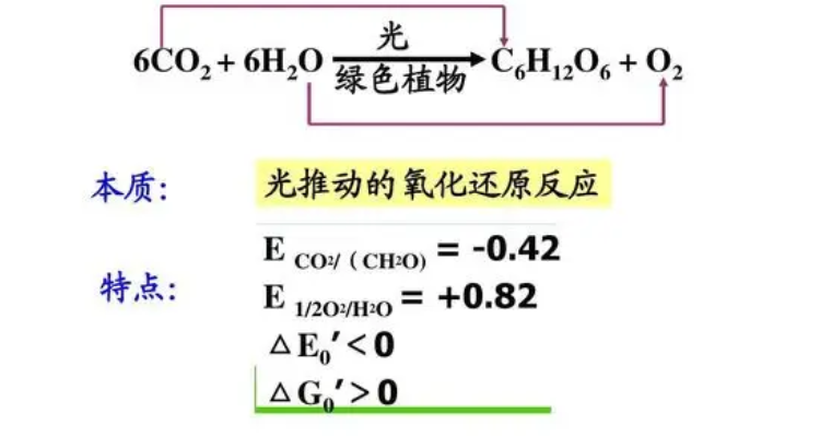 光合作用反应公式图片