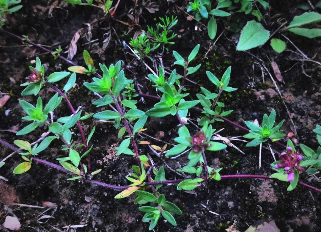 采集时间:2019年8月3日生长方式:野生土地类别:草坡地采集地点:通渭县