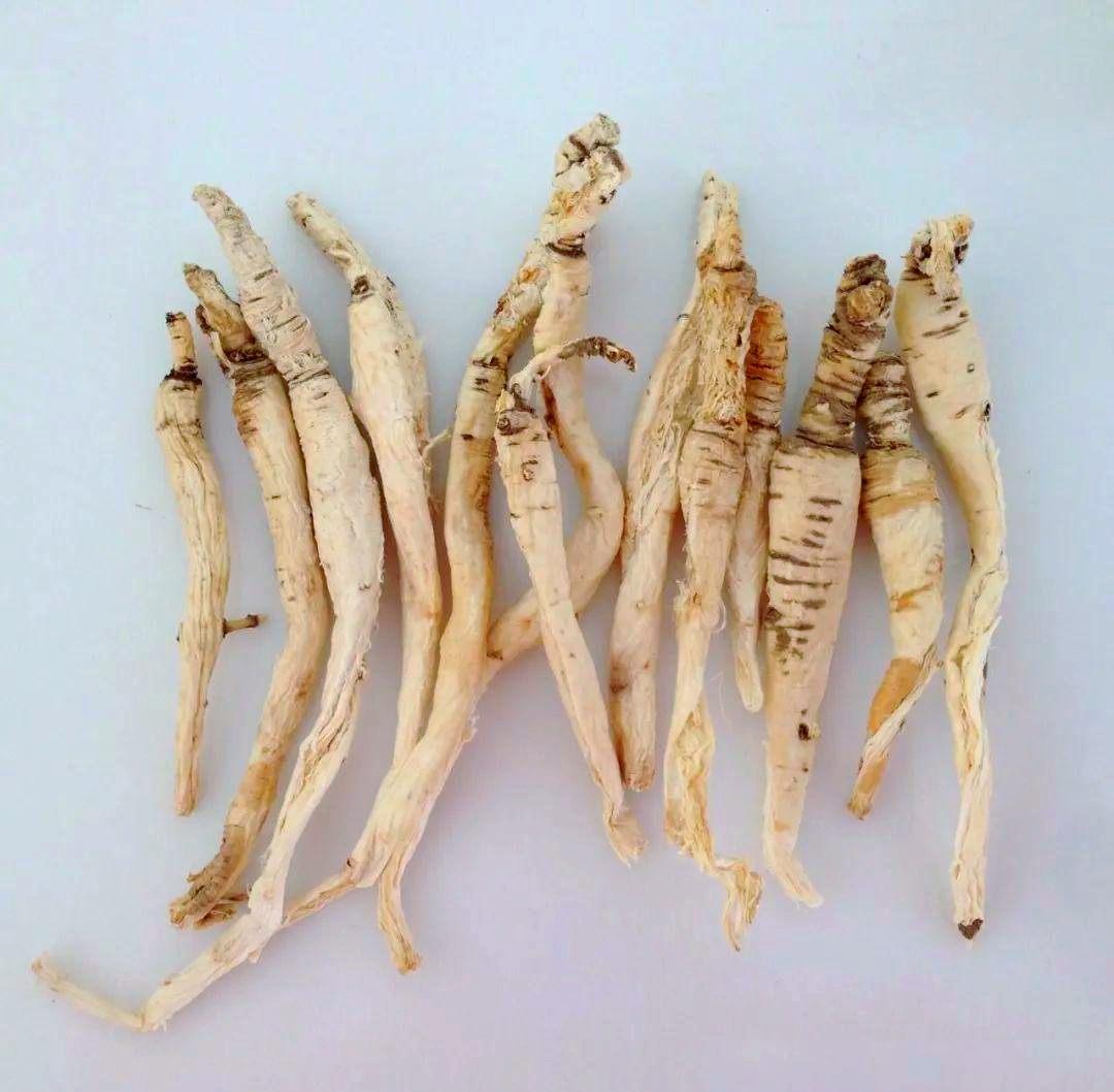 「野沙参」一种生长在石缝中的独特植物,被人们称为活血草