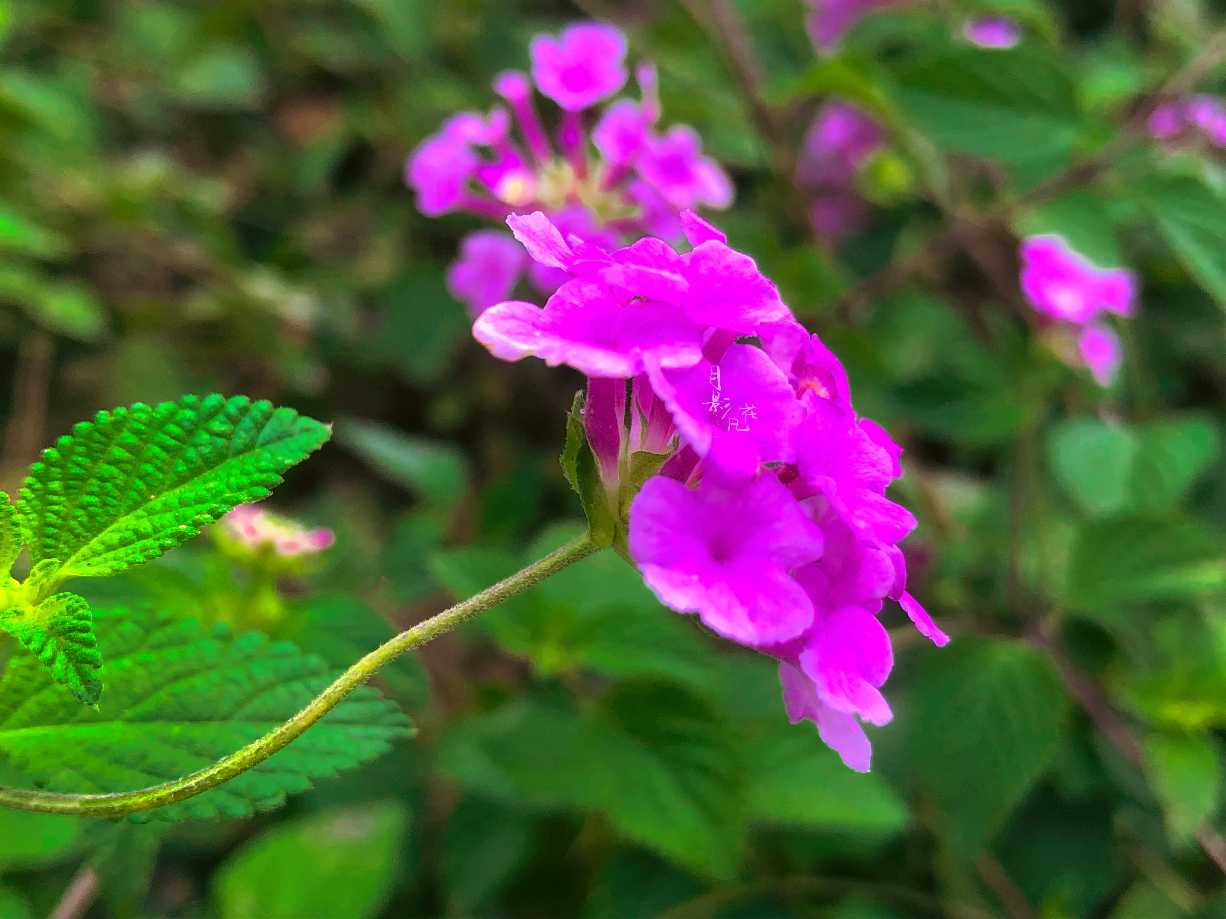 花团锦簇丨紫花马缨丹