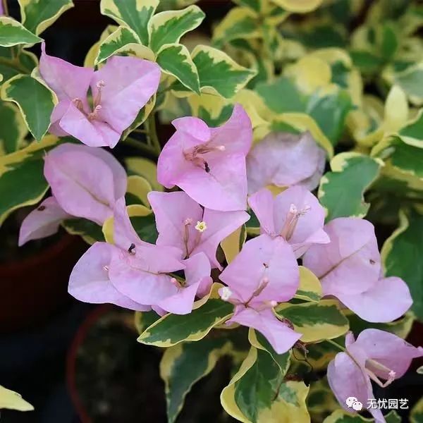 三角梅丽人系列之 中国丽人三角梅