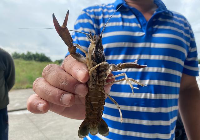 红螯螯虾的人工养殖技术是什么?