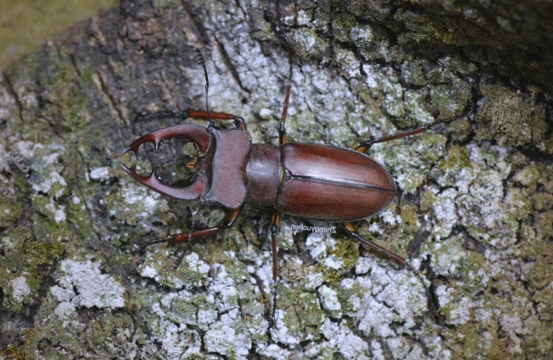 深山锹甲属昆虫的多样性与分布揭秘