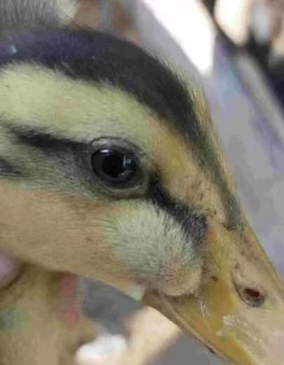 禽医仁青讲鸭子得了传染性鼻窦炎怎么办鸭子脸上长包是怎么回事