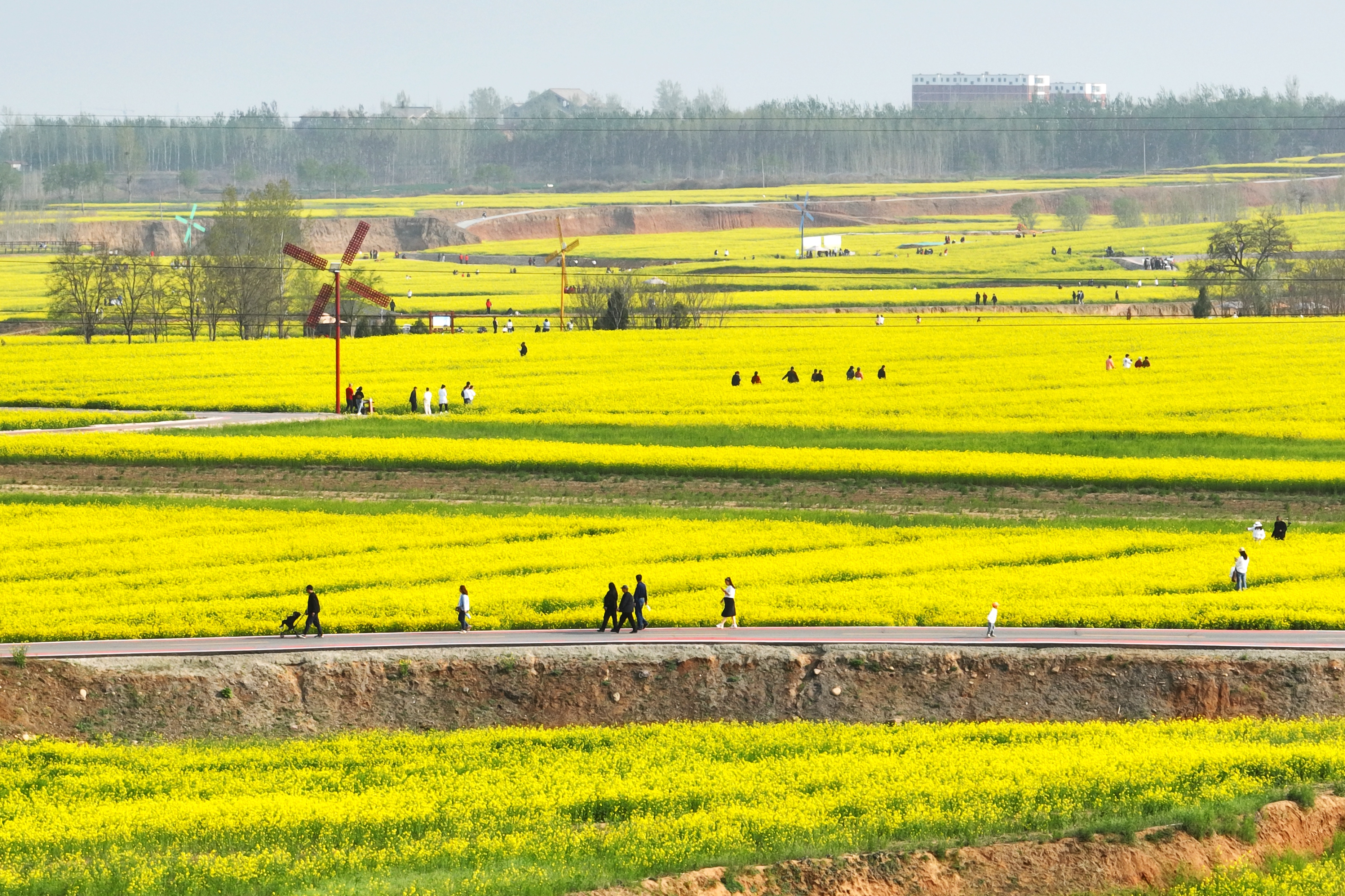 河北邢台赏花,红薯岭万亩油菜花盛放,还有时光列车和网红大鲸鱼