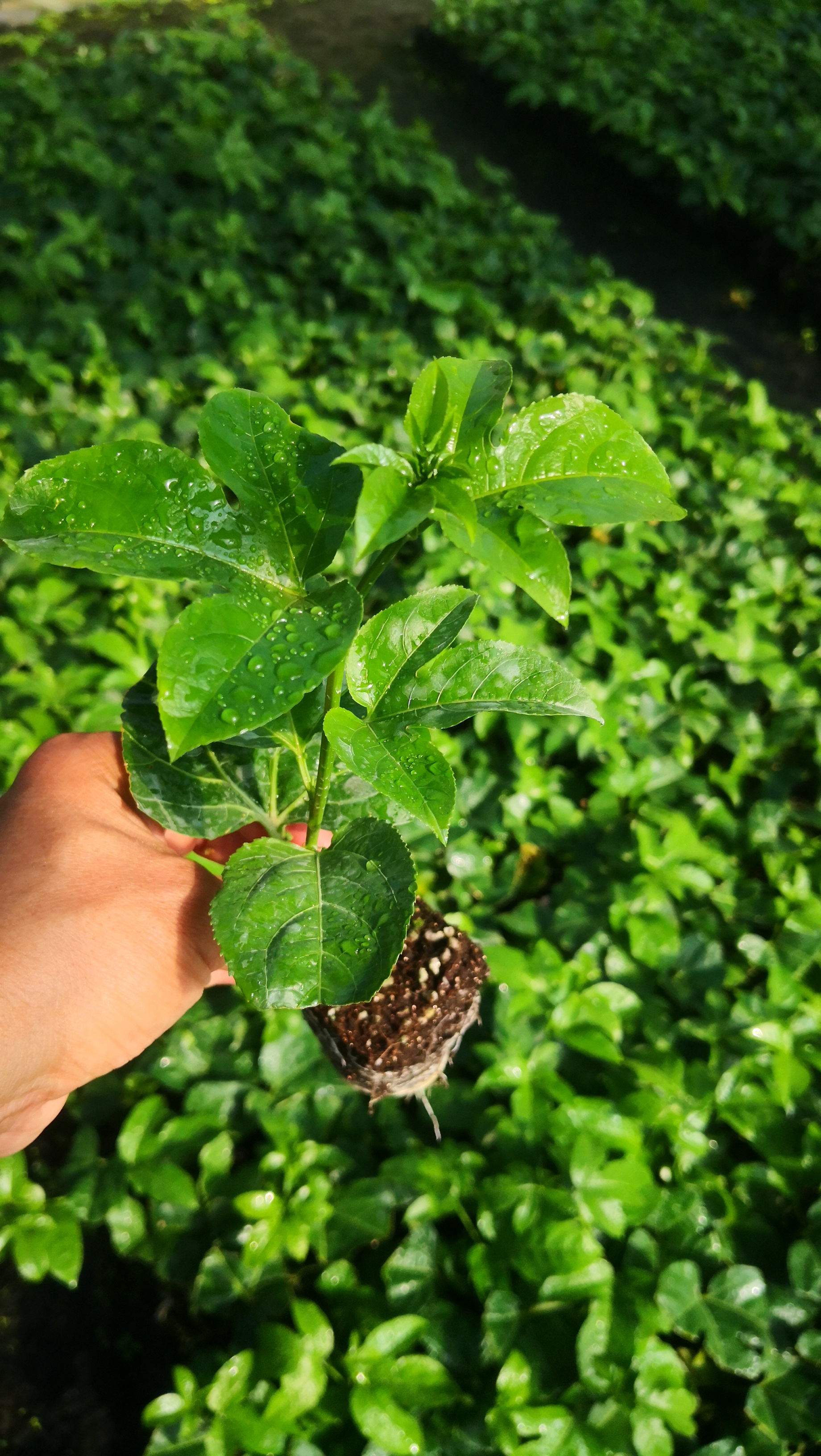 百香果苗如何种植管理