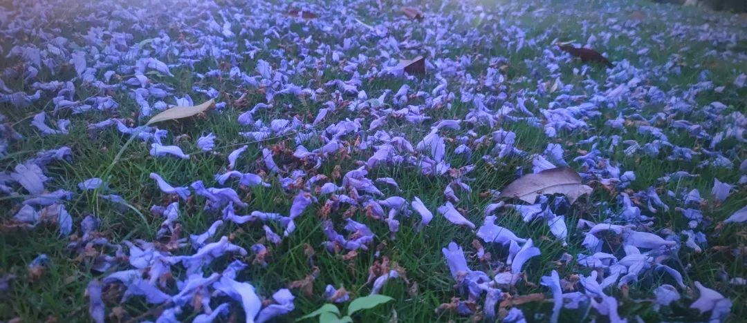 蓝花楹树值钱吗