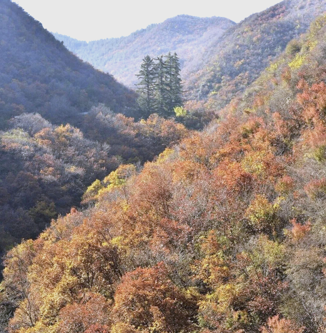 永靖抱龙山秋游指南:彩林与登高的完美结合