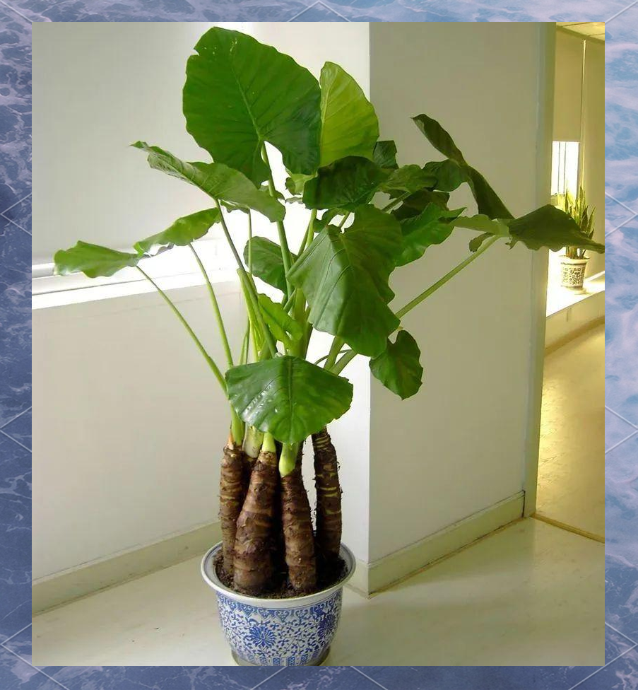 如何让霸王芋在北方顺利生长并增粗主干