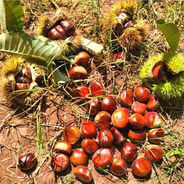 今年秋天的第一颗板栗,您尝鲜了吗?
