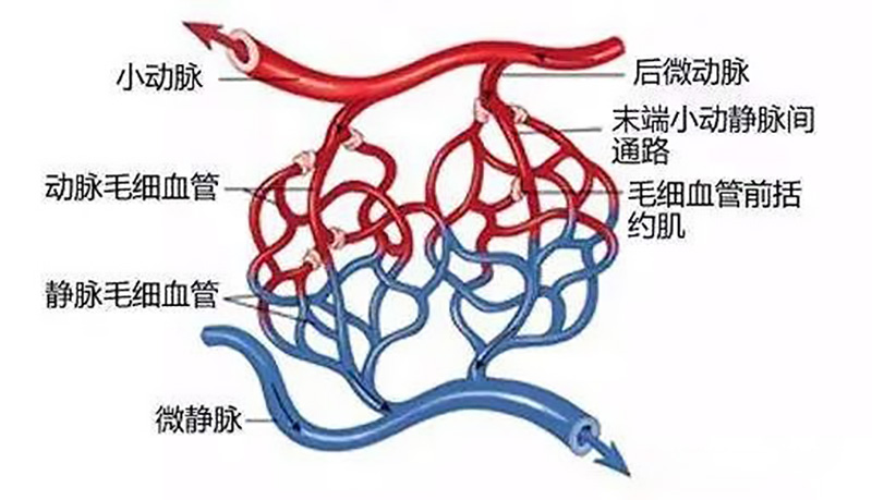 微循环堵塞的危害,微循环不通怎么办,五种改善微循环方法告诉你