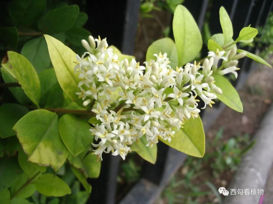 金叶女贞 ligustrum × vicaryi