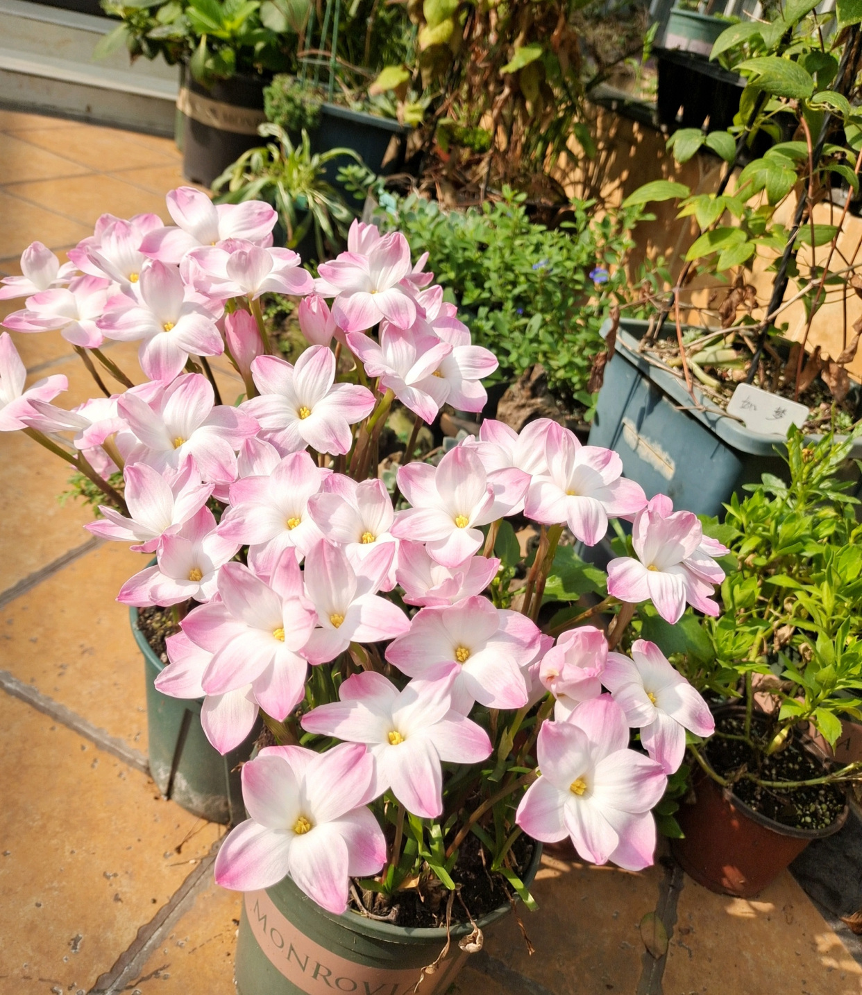 网红盆栽—胖丽丽,美丽又可爱,丰花勤花,养护简单,很值得拥有