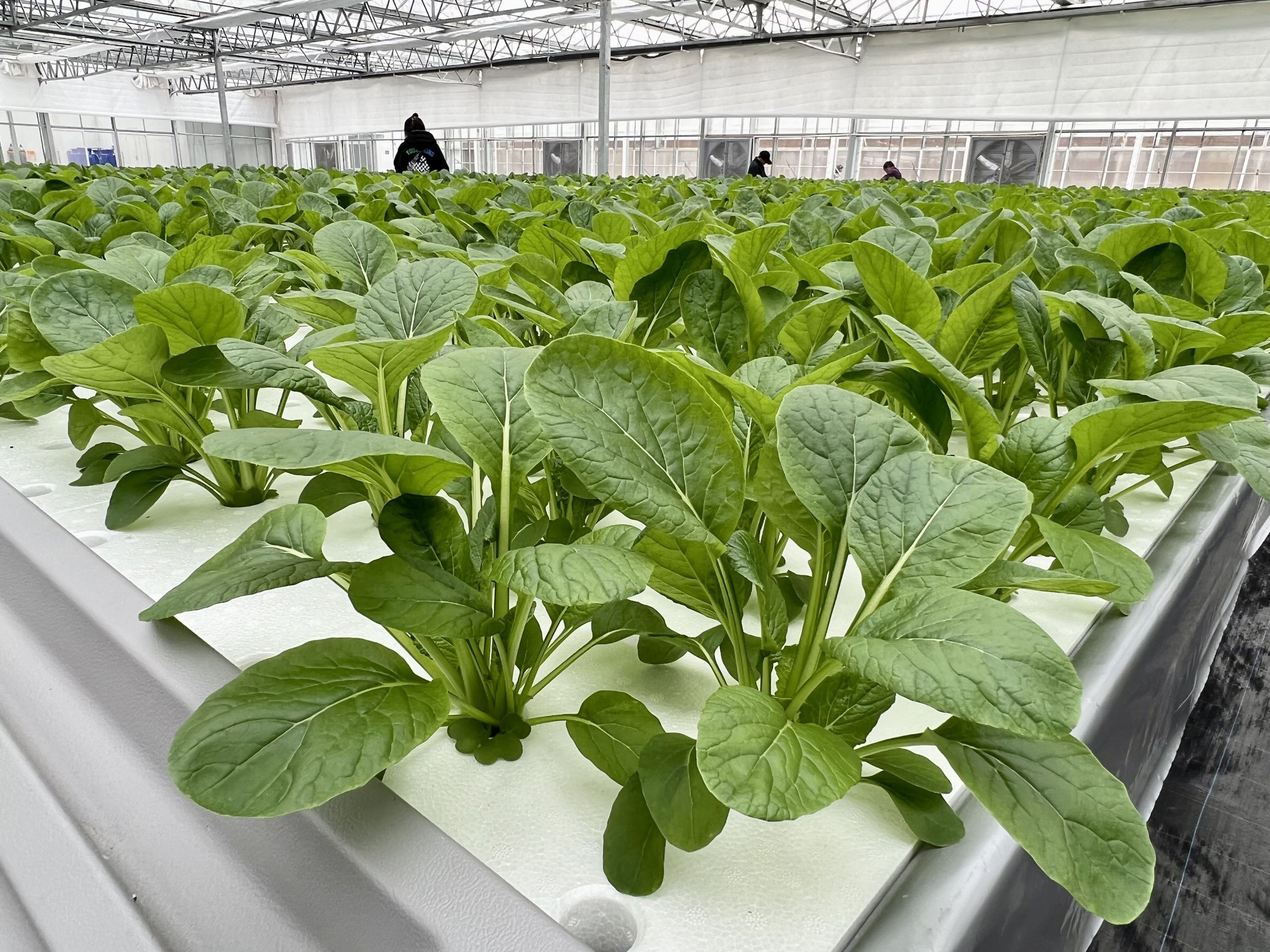 每周一景|水培蔬菜