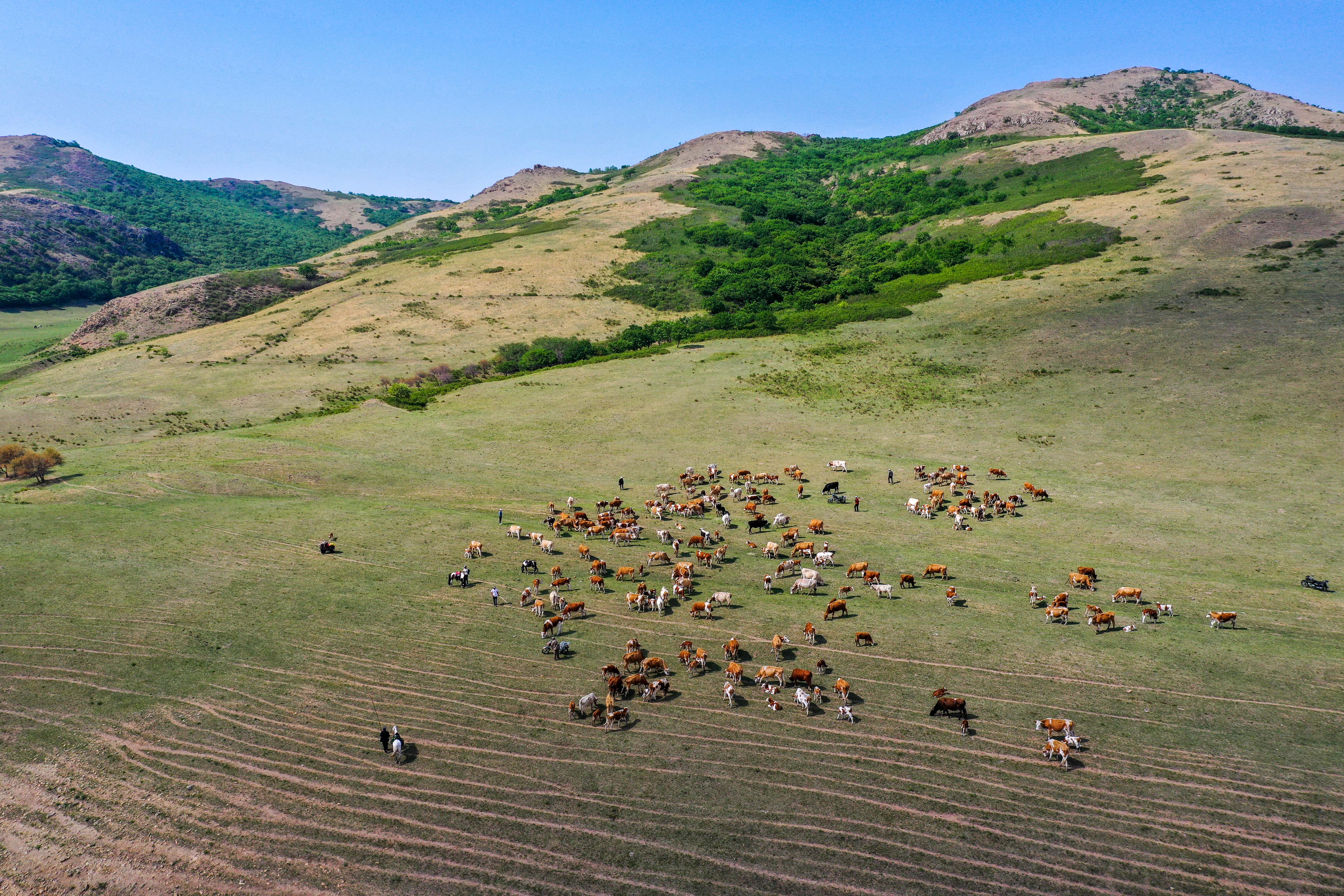 (环境)阿鲁科尔沁草原夏日景色