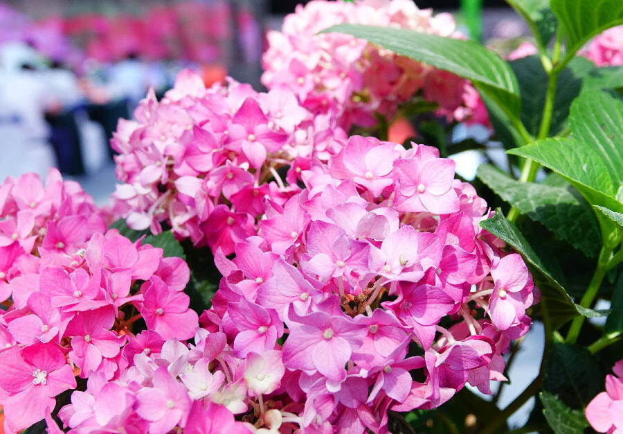 首届中国绣球花展在江苏省沭阳县开幕