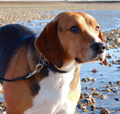 哈利犬的体形特征