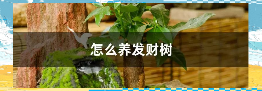 发财树怎样能养好