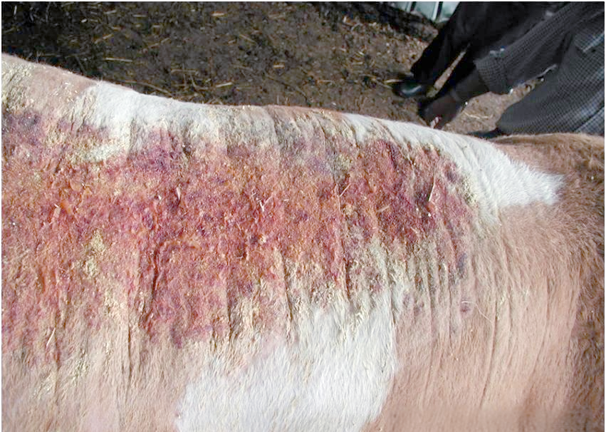 牛疥癣病的详细介绍与防治方法