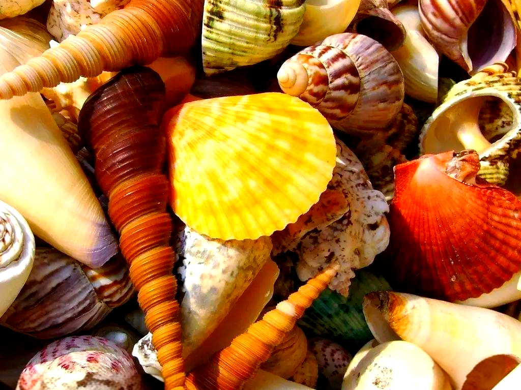 探索海底世界:贝壳的多样种类与故事