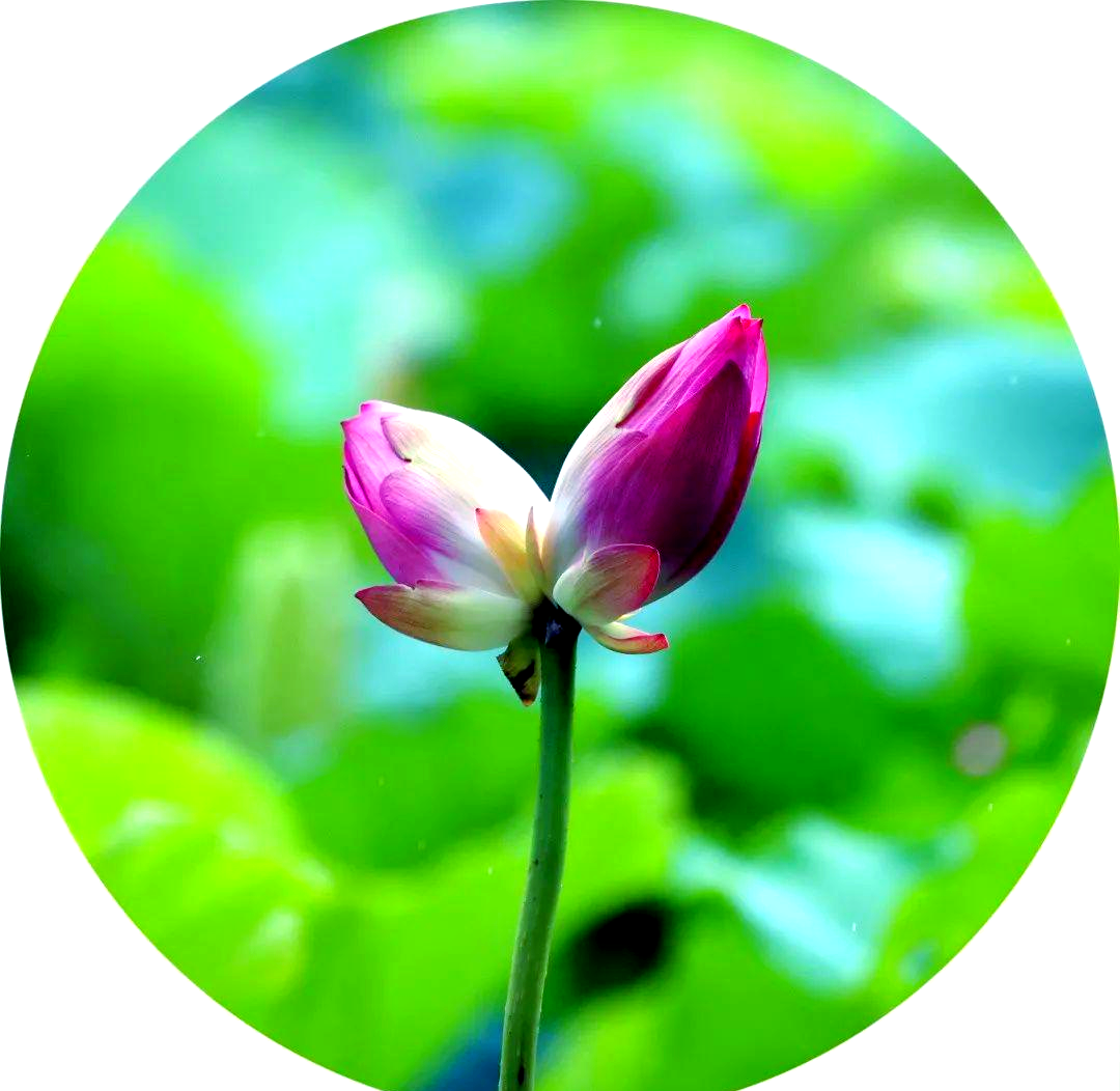 并蒂莲:花开两朵,象征同心与吉祥