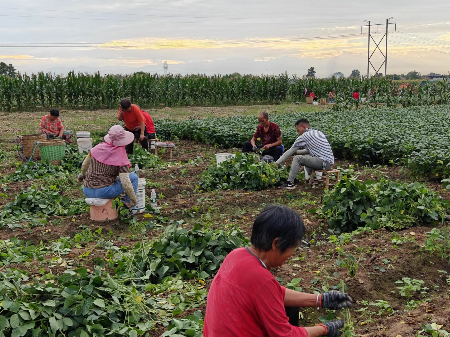 一捧毛豆的不眠夜——四川金堂官仓街道蹲点记