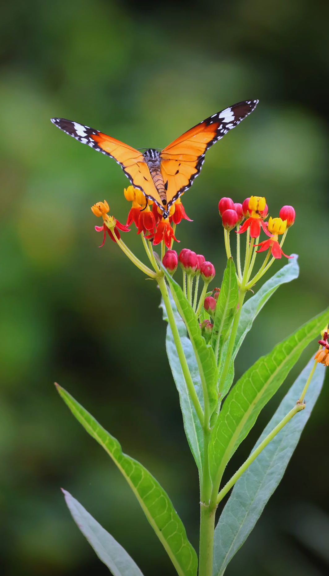 华南植物园:蝴蝶与花共生共舞的迷人画卷