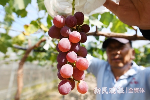 2024上海马陆葡萄文化节开幕