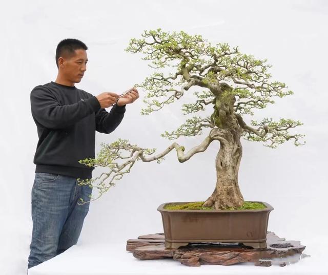 匠心与诗心—实力派盆景作家张志刚作品赏析