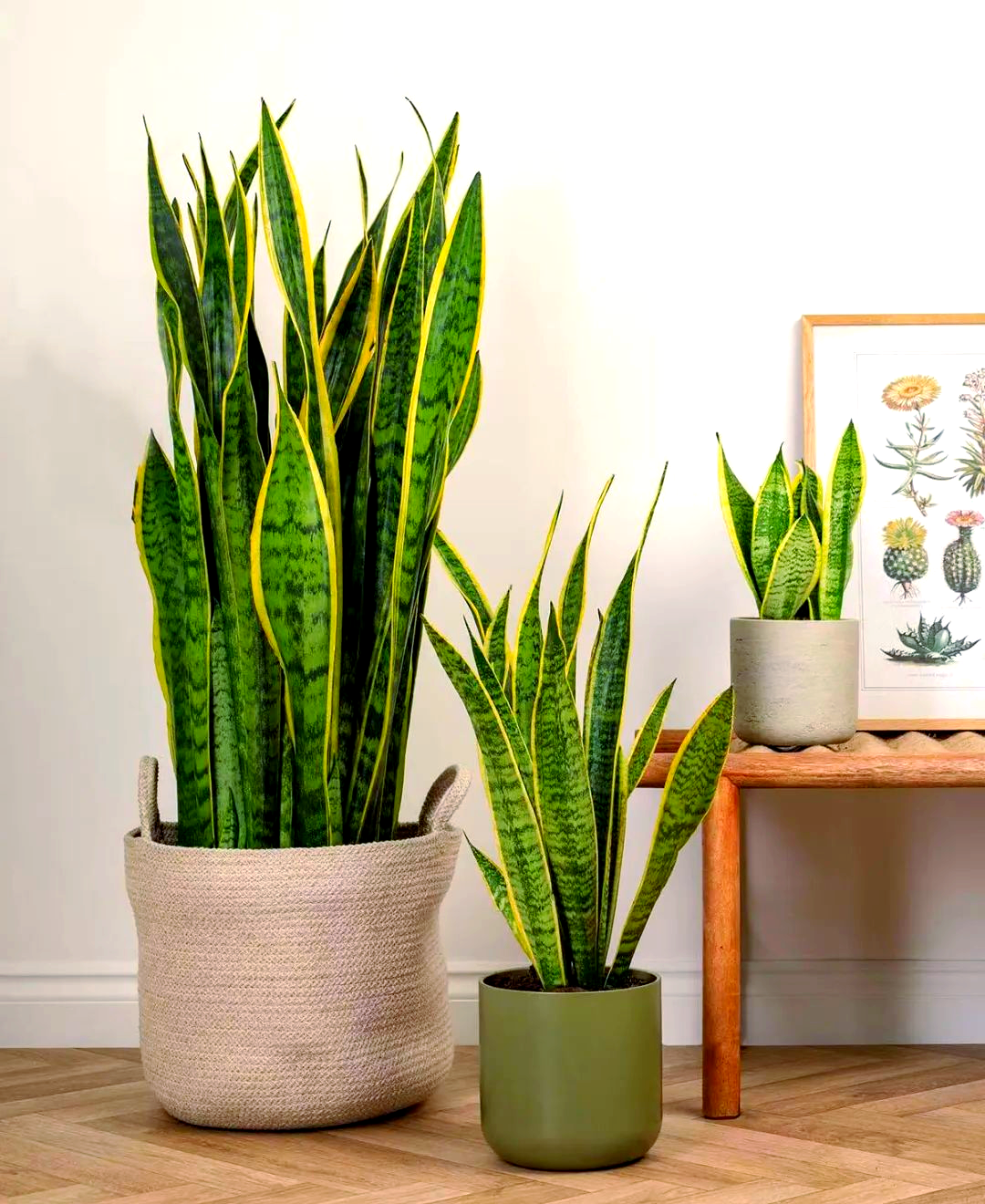 新房装修后,虎尾兰成为理想的家居装饰与空气净化选择