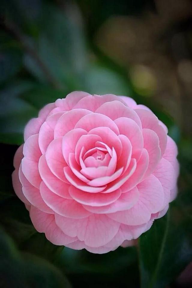 漂亮的山茶花壁纸