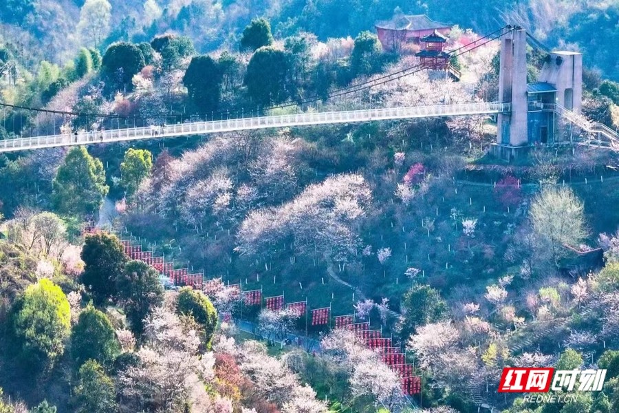 浔龙河樱花谷图片