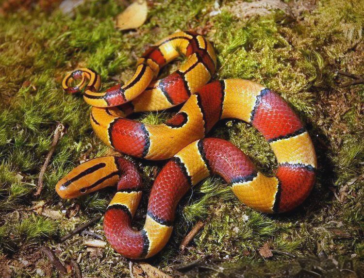 红蛇迎新春,探秘多样竹年生活