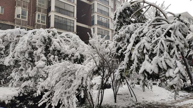 南国有嘉雪,春来压几枝