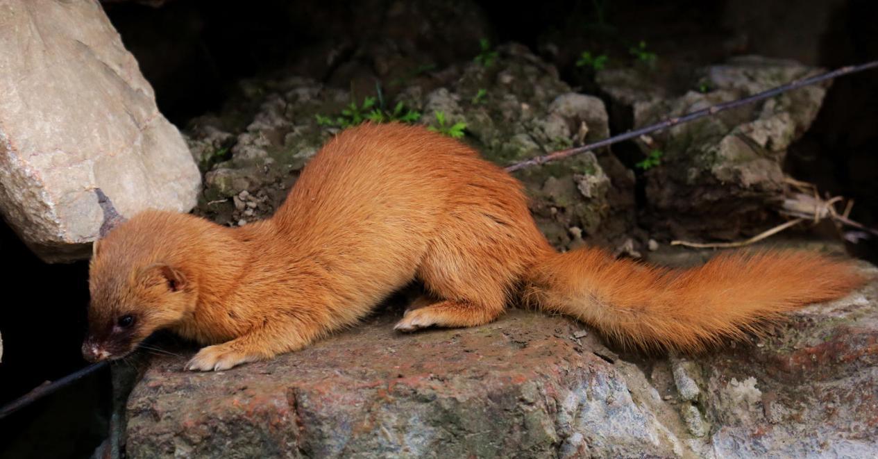 97年河南黄鼠狼"讨封"事件,村民说了什么?黄鼠狼有何特别的?