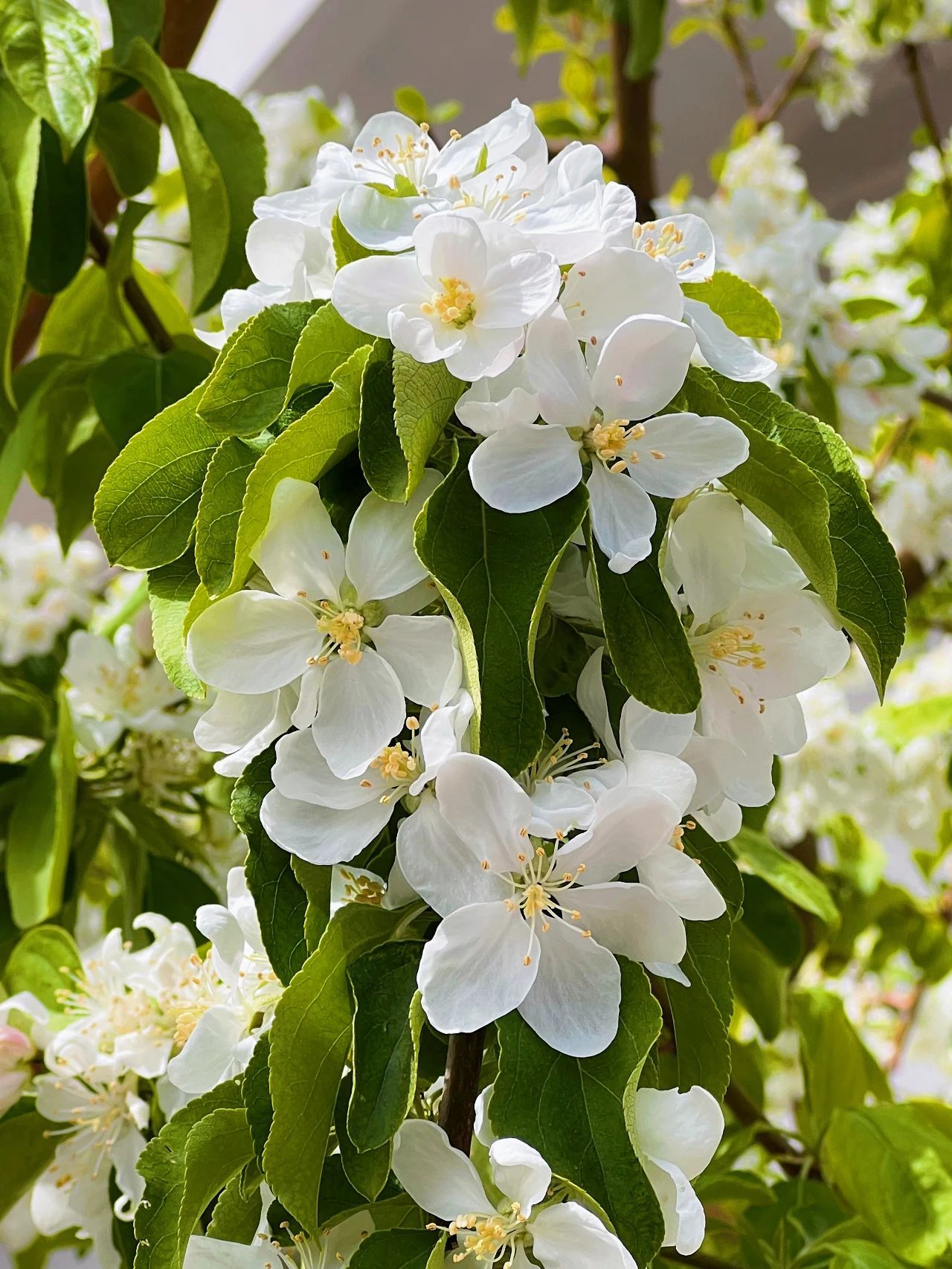 苹果开花图片大全图片