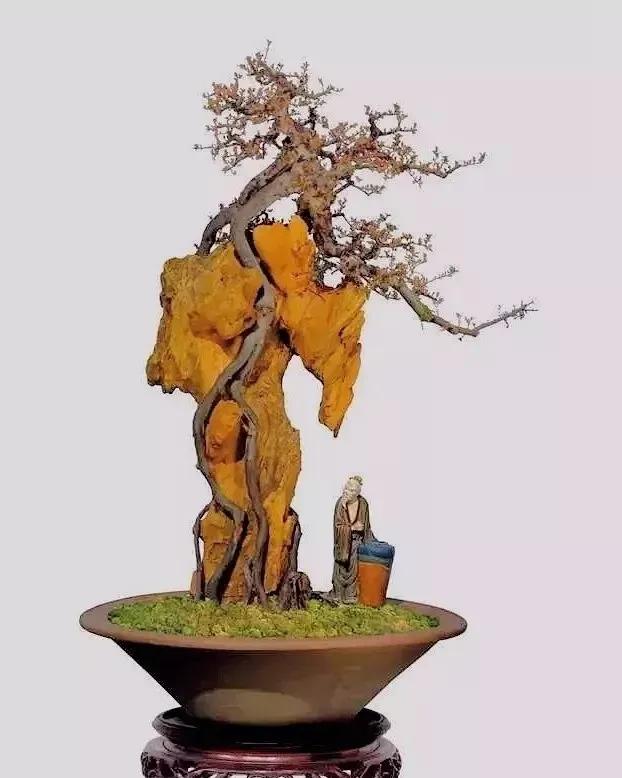 附石盆景赋予岩石生命力,树石相映,容纳万千!